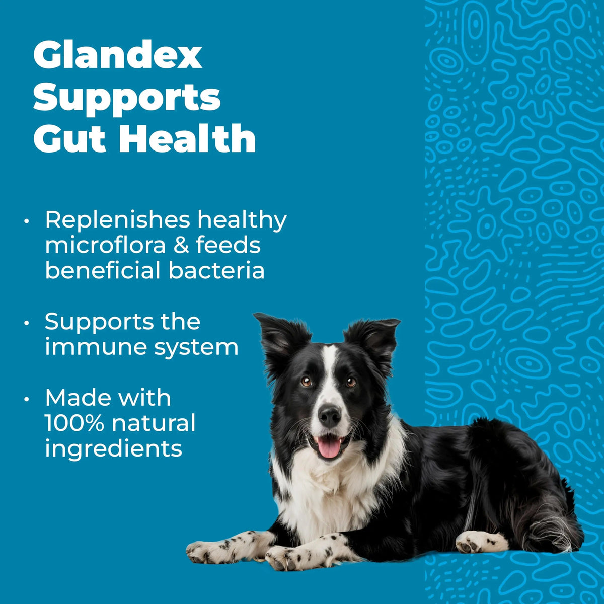 Vetnique Glandex Daily Probiotics for Dogs with Prebiotics to Support Gut Health with Fiber and Digestive Enzymes, Dog Probiotic Chews or Powders (30ct Chews, Bacon Chews) VetniqueBuy Supplements Australia
