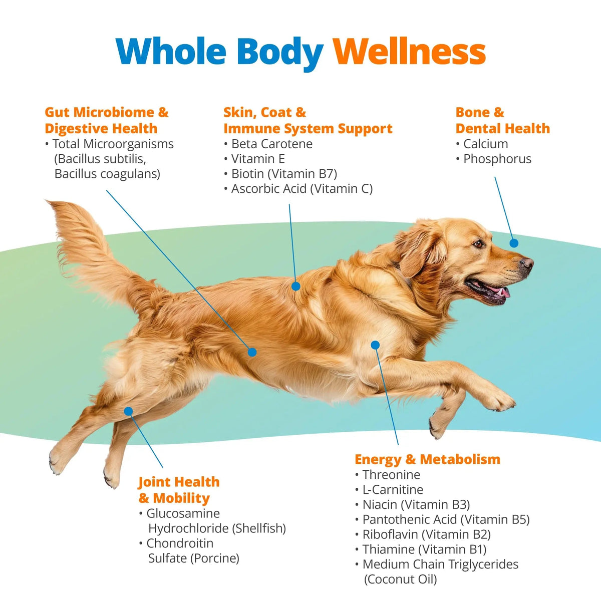5Strands Dog Multivitamin Chews, 10-in-1, Vitamins & Postbiotics, All Ages & Breeds - Digestion, Brain, Organs, Heart, Mobility, Vision, Skin & Coat, Immunity - Dog Supplement (Peanut Butter, 90ct) 5StrandsBuy Supplements Australia