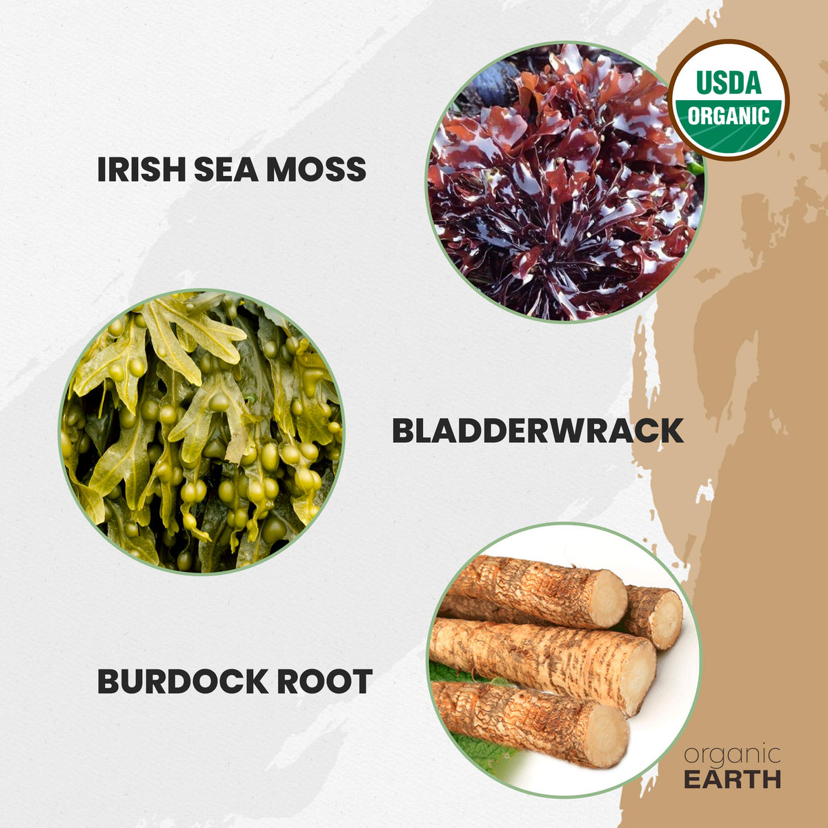 Organic Earth Irish Sea Moss Powder 8oz - Wildcrafted Sea Moss Organic with Bladderwrac Organic EarthBuy Supplements Australia