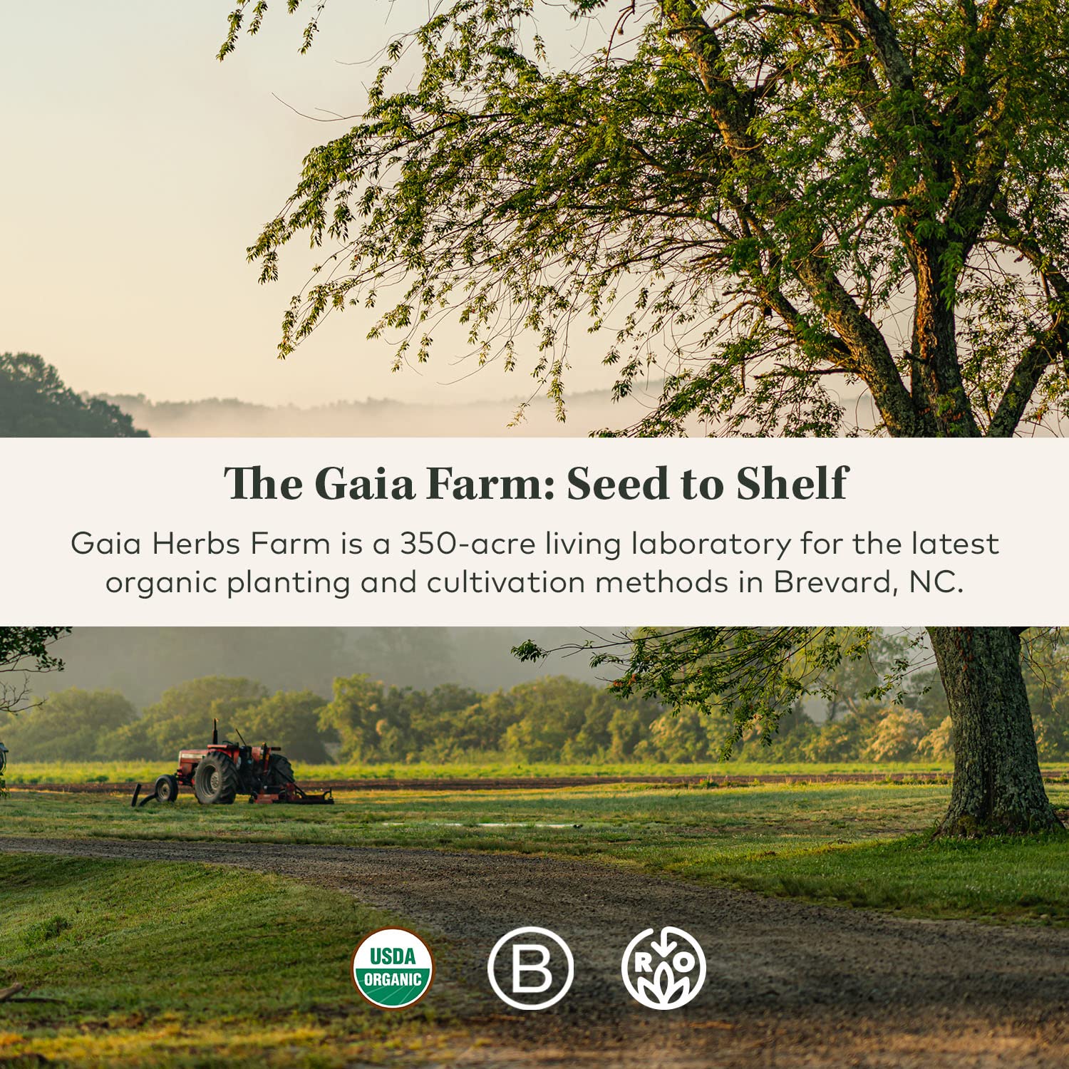 Gaia Herbs Organic Lion’s Mane Mushroom - Brain and Nerve Support Supplement Gaia HerbsBuy Supplements Australia