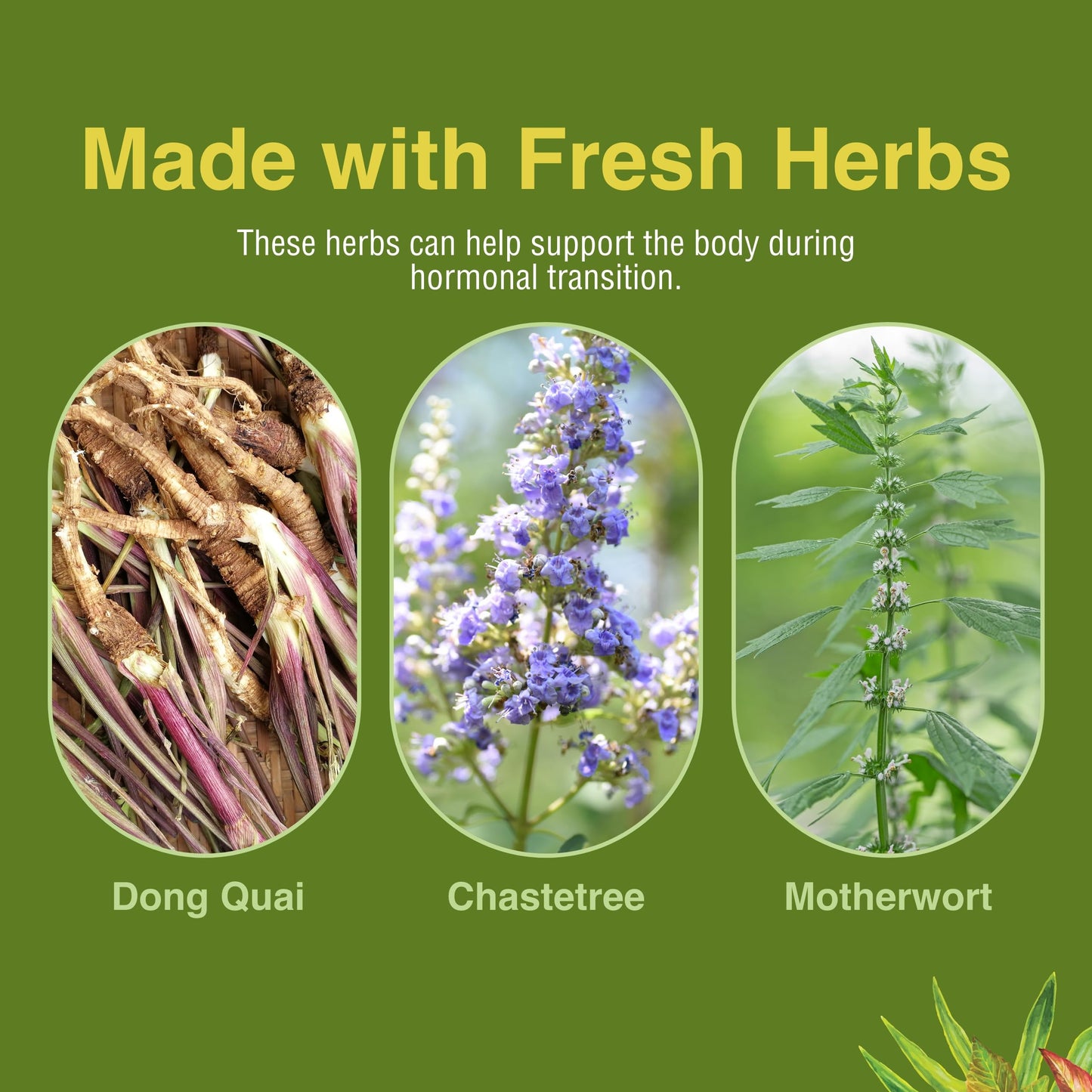 Herbs Etc. Menopautonic Softgels - Essential Supplement for Women - Hormonal Transition Support Supplement - Offers Menopausal Support with Dong Quai & Motherwort - 120 Softgels (120 Servings) Herbs Etc.Buy Supplements Australia