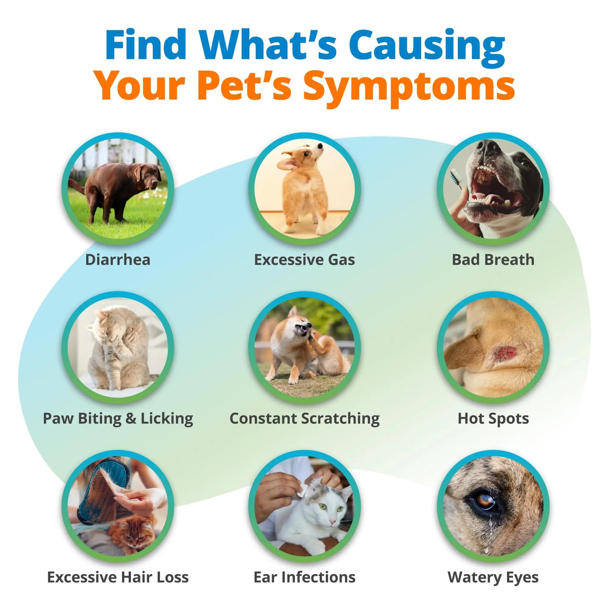 5Strands Pet Food Intolerance & Environmental Sensitivity Test, at Home Gut Health Test for Dogs & Cats, 857 Items Tested, Pet Health Check, Results in 4 Days, for All Ages and Breeds 5StrandsBuy Supplements Australia