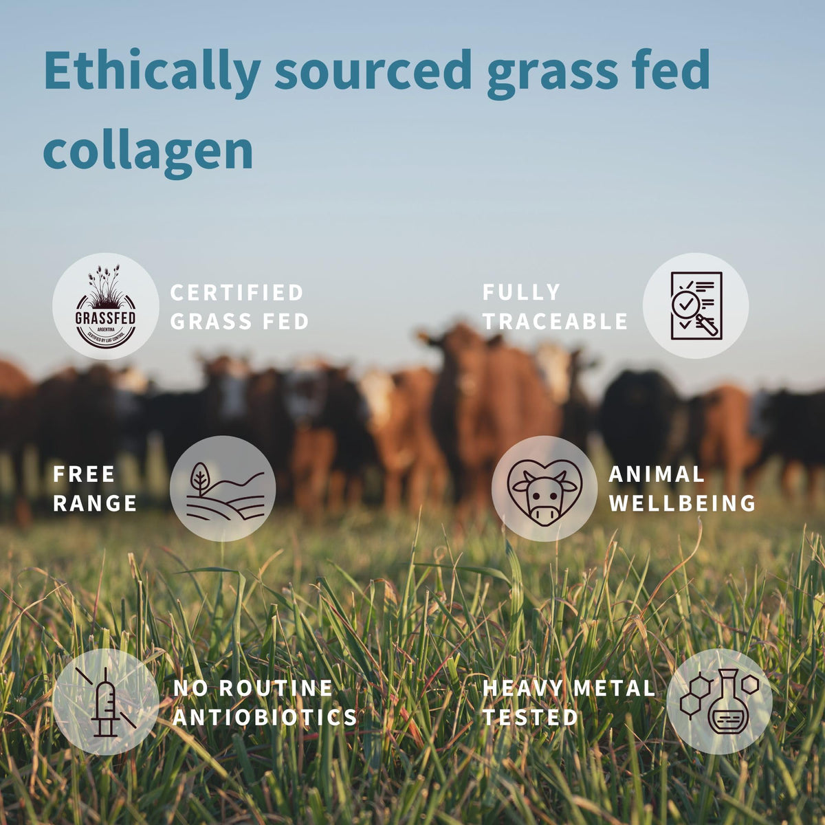 Advanced Hydrolysed Collagen Peptides, 100% Grass Fed & Ethically Sourced Igennus Healthcare NutritionBuy Supplements Australia