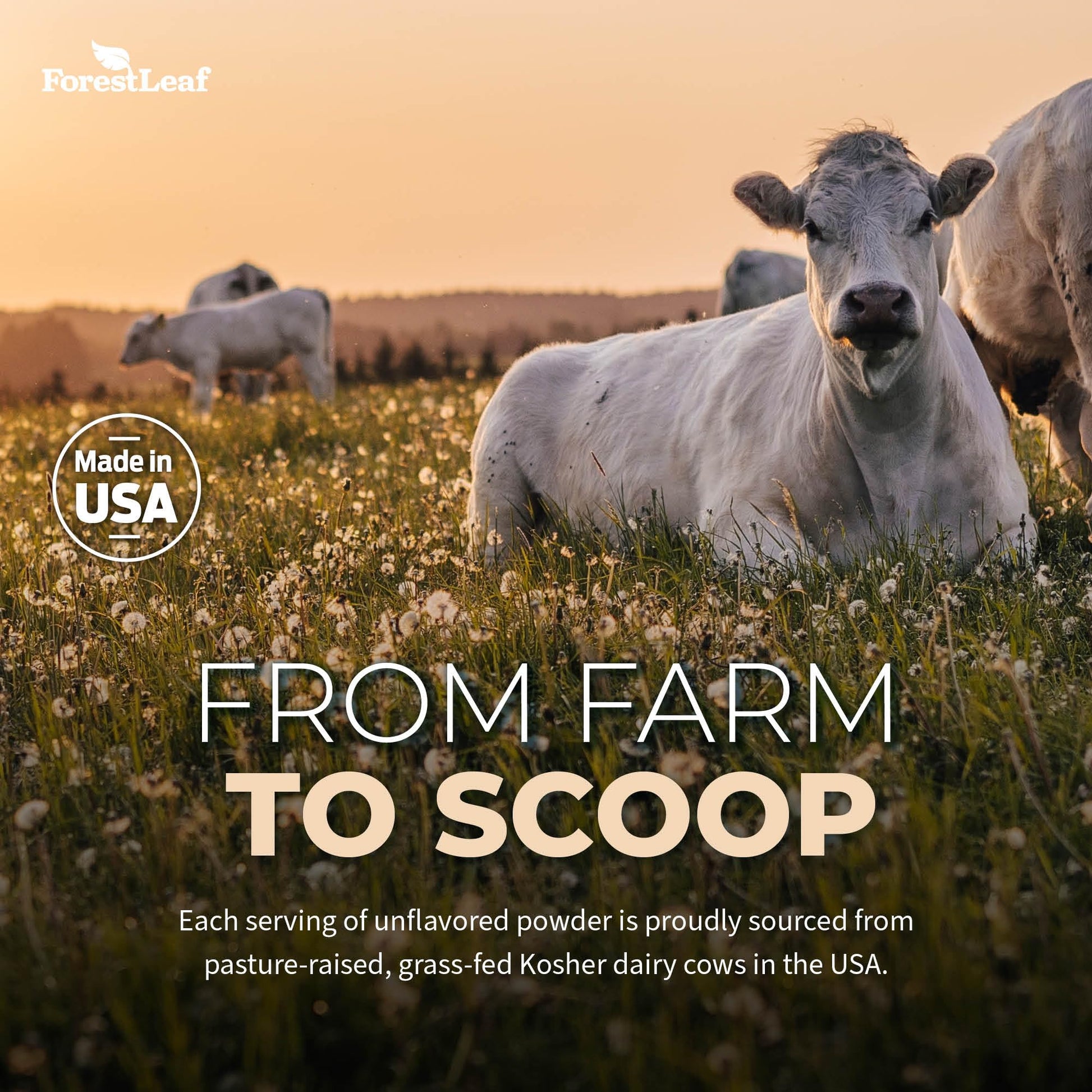 ForestLeaf Colostrum Powder 50% IgG Highest Concentration - Grass Fed Bovine ForestLeafBuy Supplements Australia