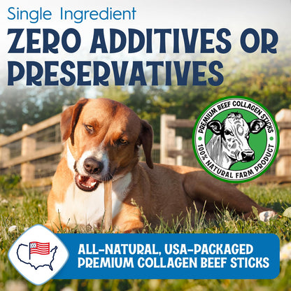 FETCHERONI 12" Collagen Sticks for Dogs – Low Odor Long-Lasting Bully Stick & Rawhide Alternative, Single Ingredient Beef Bone, High Protein Dental Treat, Vet Approved, Improves Joint Health – 5 Pack FETCHERONIBuy Supplements Australia