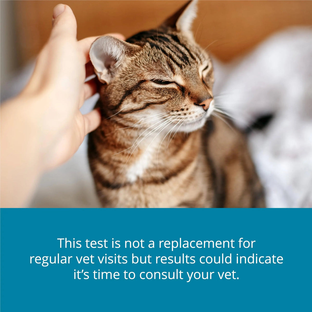 Petivity At-Home Kidney Health Test Kit for Cats — Quick Saliva Urea Test (2-Minute Home Check), Powered by Purina — Help Detect Early Kidney Changes - (Pack of 3) petivityBuy Supplements Australia