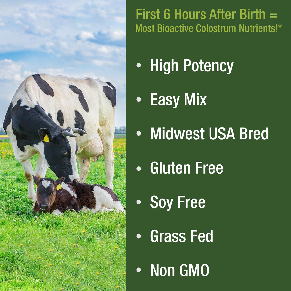 First Milking Colostrum Powder from Grass Fed USA Cows Milked Within 6 Hours of Giving Birth to Get the Most Bioactive Nutrients. High Immunoglobulin Non-GMO Bovine Colostrum Supplement for Humans Peak PerformanceBuy Supplements Australia