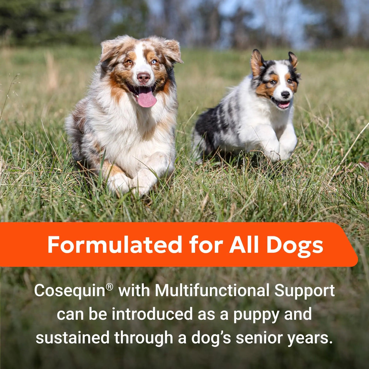 Nutramax Cosequin Joint Health Supplement with Multifunctional Support for Dogs, Soft Chews with Glucosamine, Chondroitin, Omega-3s, and Postbiotics, 90 Count Nutramax LaboratoriesBuy Supplements Australia