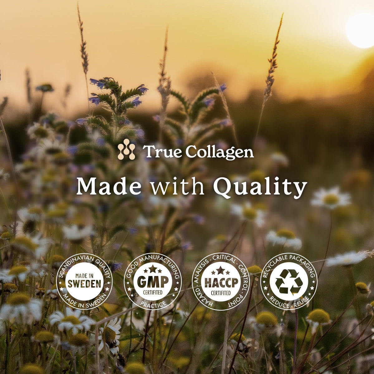 True Collagen Joints | 10,000 mg Hydrolyzed Collagen Liquid Supplement - 500 ml, 20 Day Supply | Glucosamine, MSM and Chondroitin for Healthy Joints | Fat-Free, Sugar-Free, 100% Natural Berry Flavor True CollagenBuy Supplements Australia