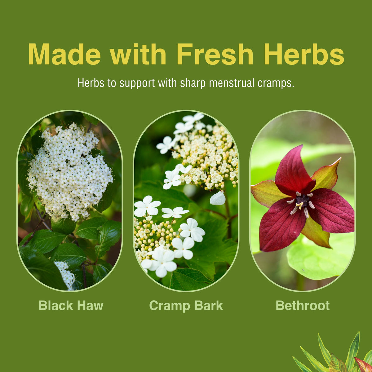 Herbs Etc. Cramp ReLeaf (Menstrual) - Abdominal Muscle Support - Herbal Supplement to Aid Menstrual Health - Period Cramp Support with Black Haw, Cramp Bark and Bethroot - 60 Softgels (60 Servings) Herbs Etc.Buy Supplements Australia