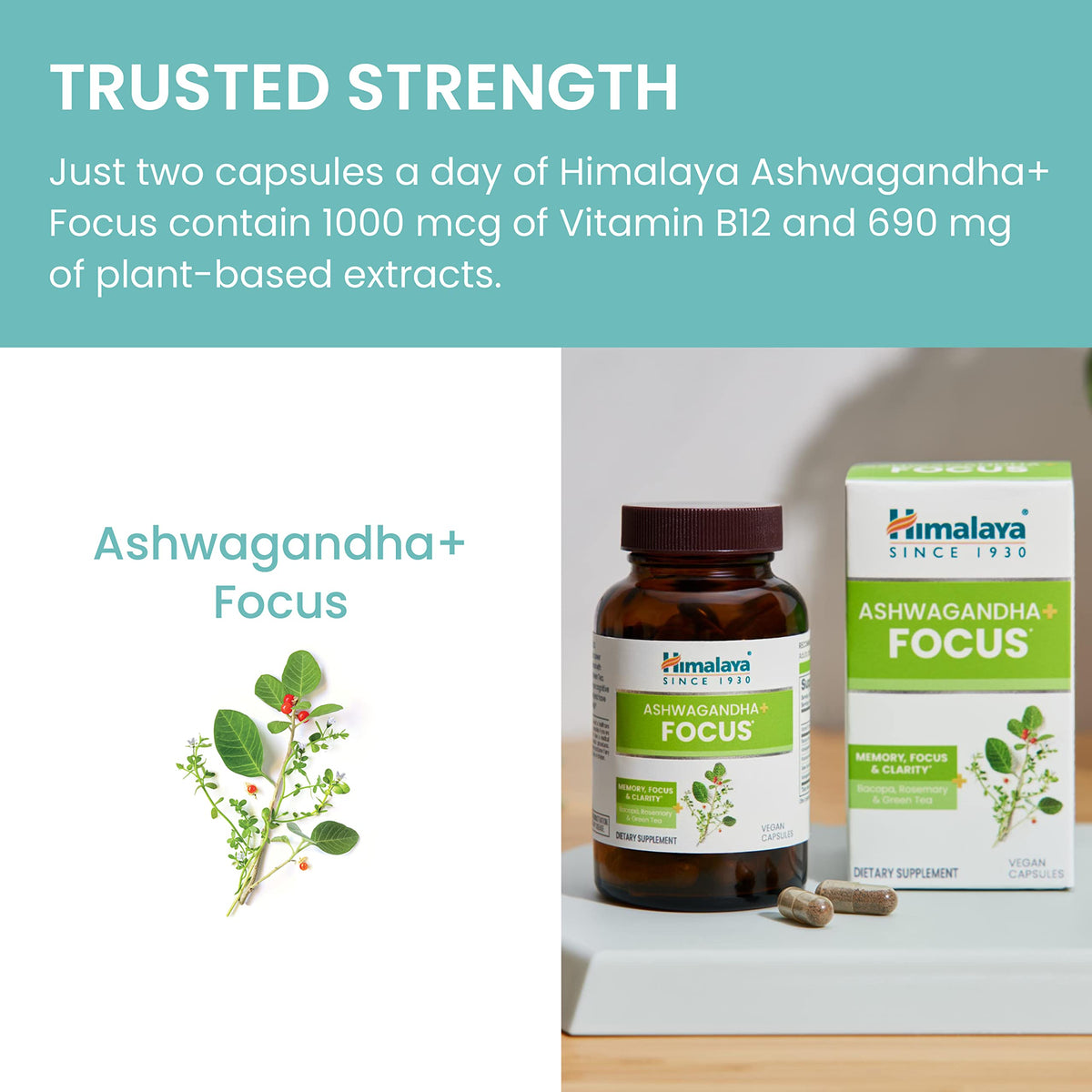 Himalaya Ashwagandha+ Focus - Herbal Focus Supplement with B12, Rosemary, Green Tea, and Bacopa Nootropics for Memory and Clarity - Vegan, Non-GMO, Gluten Free, 1690 mg, 60 Caplets HimalayaBuy Supplements Australia