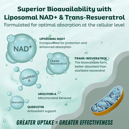 LebenKraft NAD Supplement Pure Organic | NMN Supplement Alternative | Boost Energy & Cellular Health | Urolithin A, Resveratrol, Quercetin for Antioxidant Power | for Women and Men LebenKraftBuy Supplements Australia