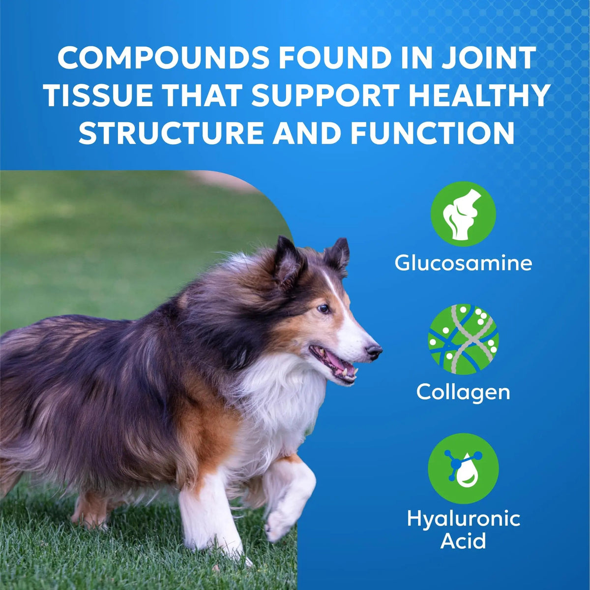 Nutramax Cosequin Elements Dog Joint Health Supplement with Glucosamine, Green Lipped Mussel, Omega-3s, Eggshell Membrane, Hyaluronic Acid, & Postbiotics, 75 Tasty Chewable Tablets for Dogs Nutramax LaboratoriesBuy Supplements Australia
