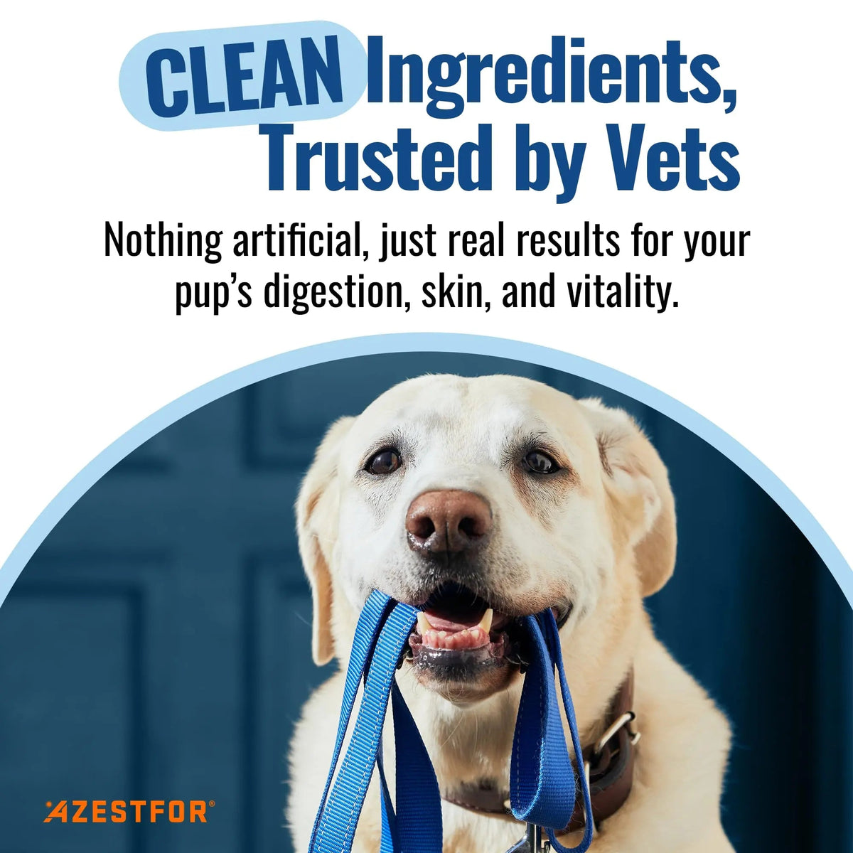 Azestfor Gut Health Supplement for Dogs – 3 in 1 Probiotic, Prebiotic & Postbiotic Blend – Supports Digestion, Immunity & Skin – Easy-to-Use Powder – for All Breeds & Sizes – 60g (30 Servings) AzestforBuy Supplements Australia