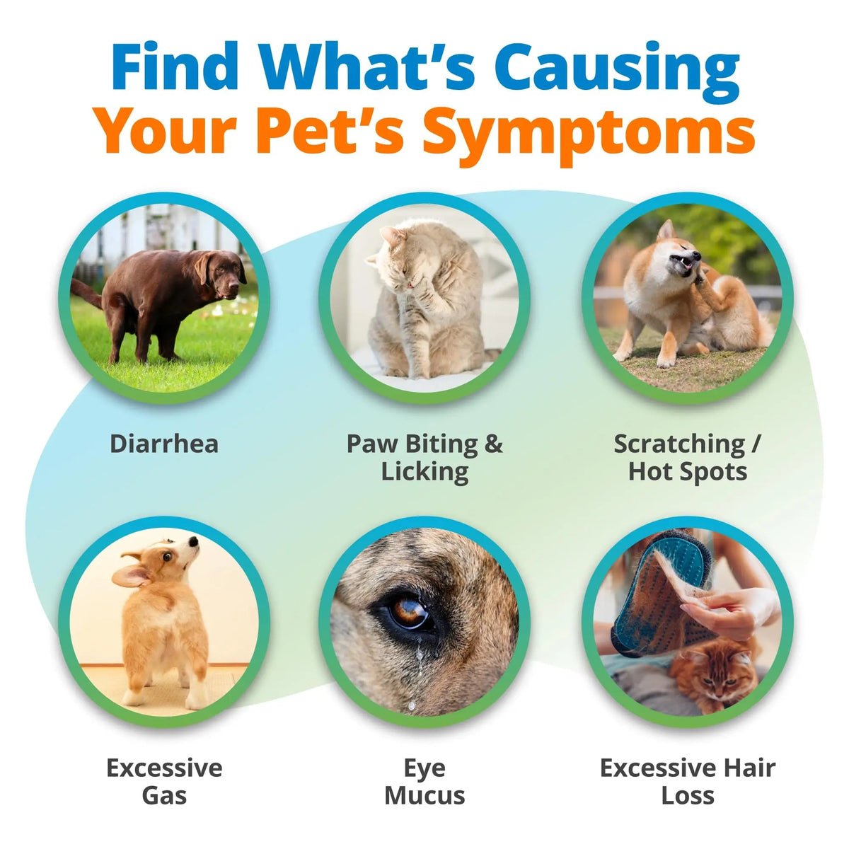 5Strands Raw & Fresh Pet Food Intolerance Test, at Home Gut Health Test for Dogs & Cats, 400+ Raw & Gently Cooked Fresh Food Items Tested, Accurate for All Ages & Breeds, Fast 4 Day Results 5StrandsBuy Supplements Australia