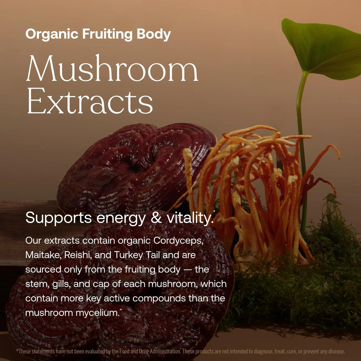 True Grace One Daily Women’s Multivitamin Fermented Minerals, Organic Adaptogens & Mushrooms Whole Body Balance, Immune, Energy, Beauty Support True Grace
