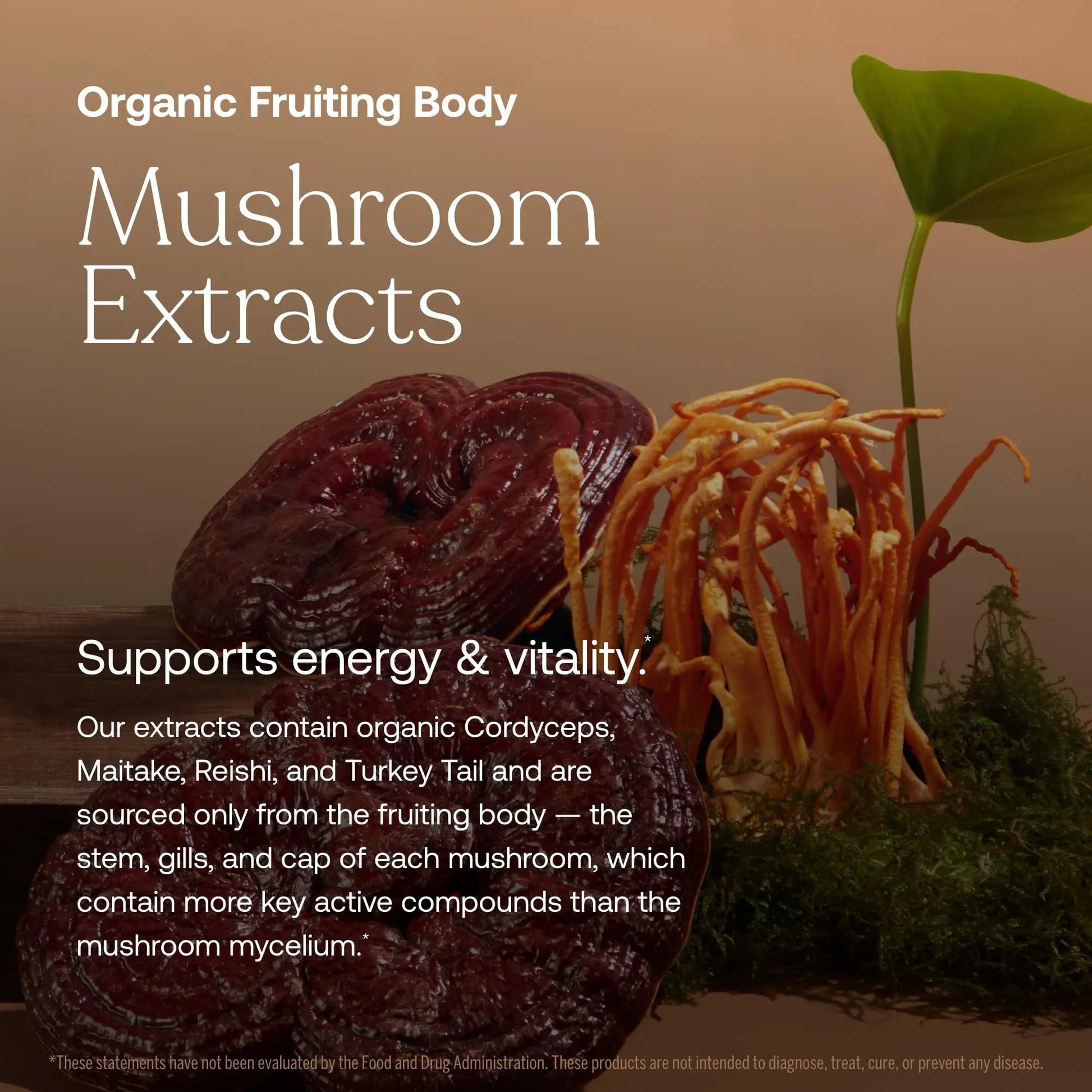 True Grace One Daily Women’s Multivitamin Fermented Minerals, Organic Adaptogens & Mushrooms Whole Body Balance, Immune, Energy, Beauty Support True Grace