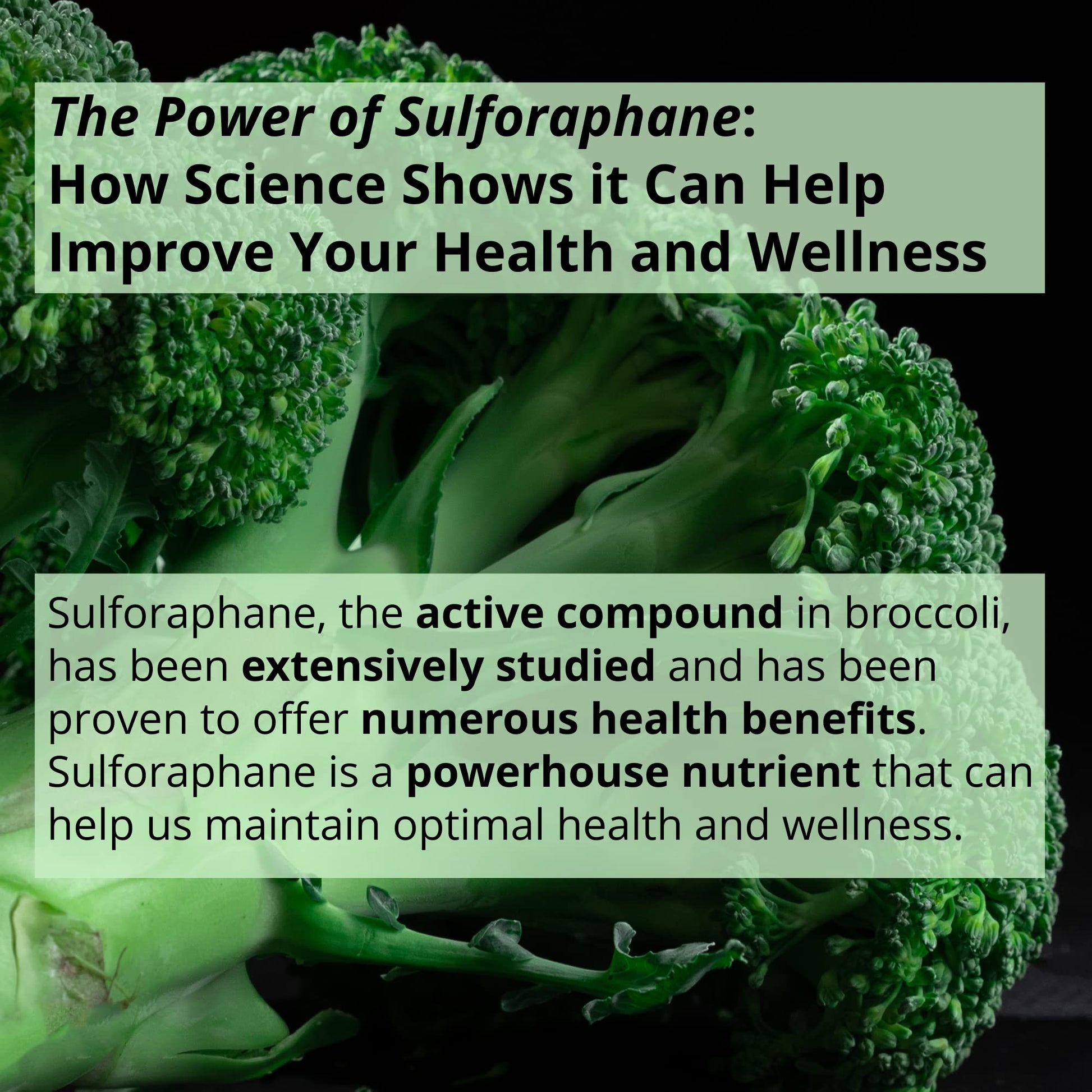 GIGANTIC Sulforaphane + Myrosinase 10mg (120 Capsules) - Includes Vitamin C GIGANTICBuy Supplements Australia