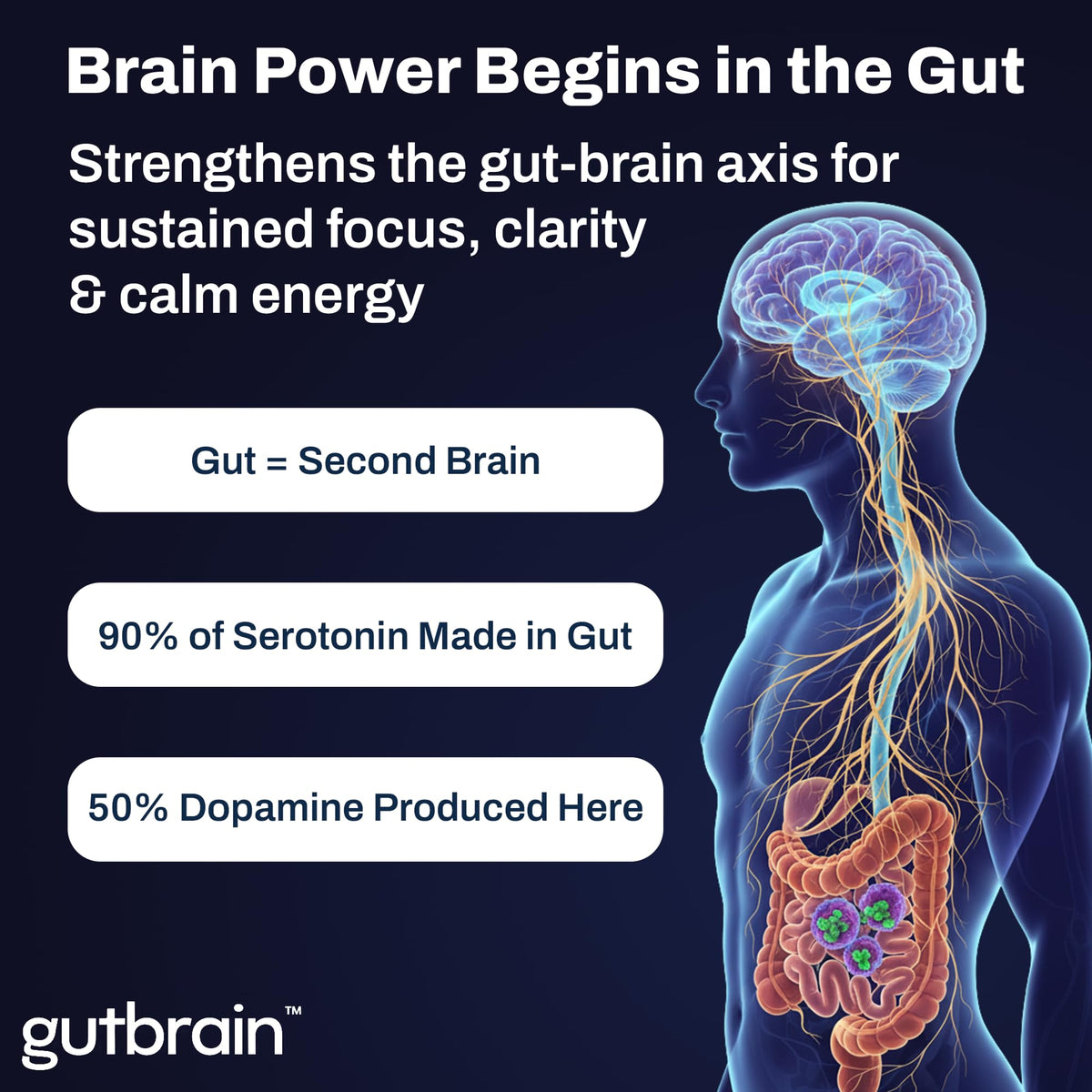 Brain Supplement for Memory and Focus with Probiotics, Advanced 2 in 1 Nootropic Brain Support for Mental Clarity, Caffeine Free Doctor Formulated Supplement, 60 Capsules Purity LabsBuy Supplements Australia