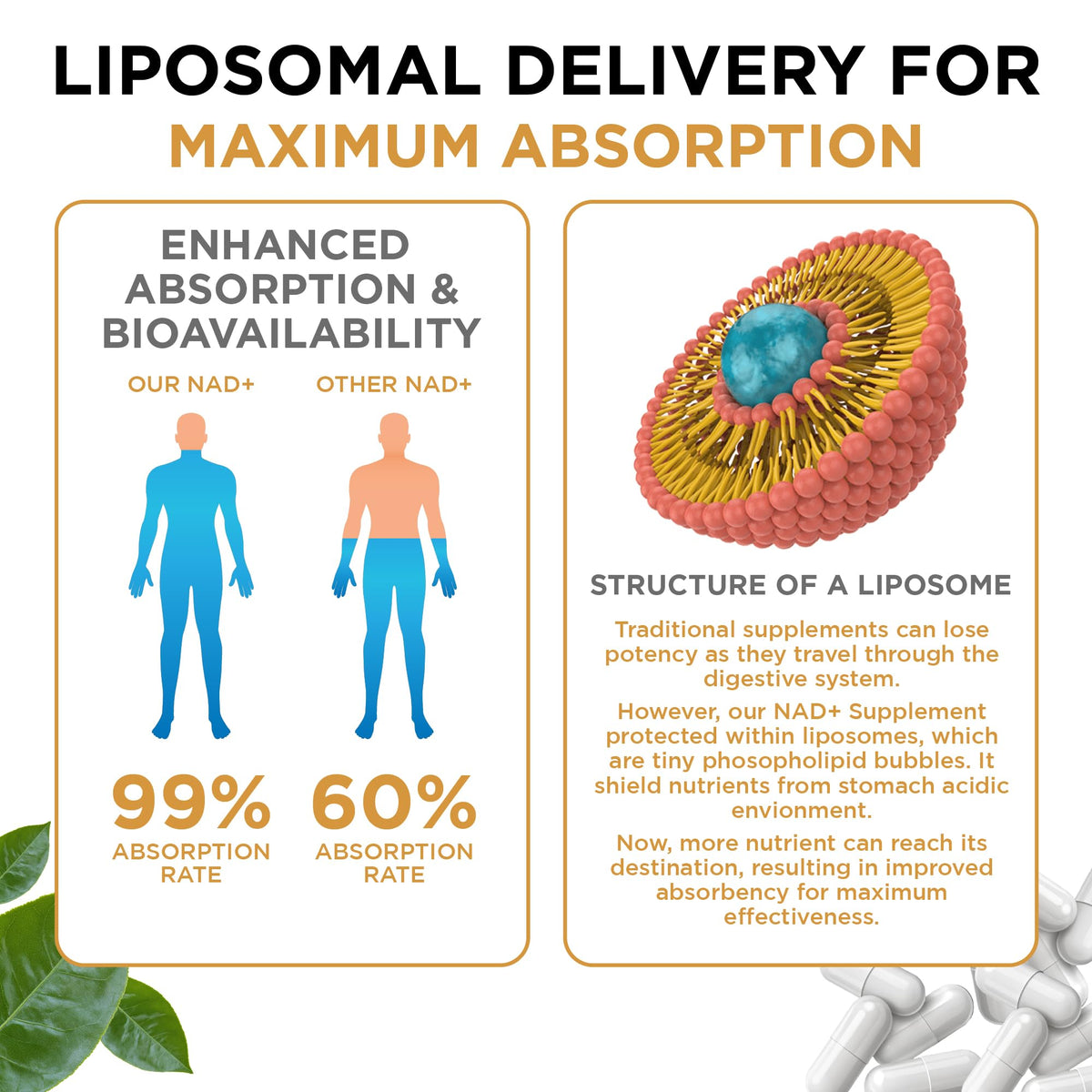 NAD+ Supplement Liposomal Capsules - Max Absorption for Cellular Energy, Healthy Aging, Brain Function & DNA Health - Vegan, Non-GMO, Gluten-Free Supplement - 60 Capsules - Supports NAD Levels AuroraSynthBuy Supplements Australia