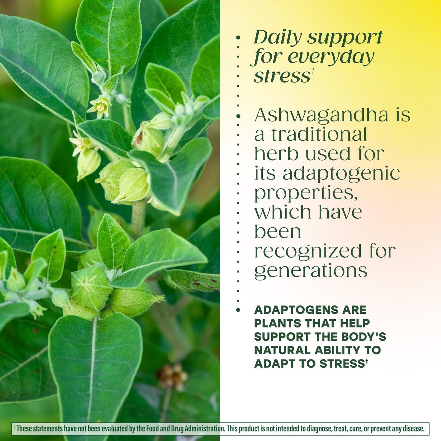 MegaFood Ashwagandha Complex (Formerly Stress Protect) - Ashwagandha Supplements Astragalus Root & Holy Basil - Vegetarian, Gluten Free, Cortisol Supplement - 60 Mini Tablets, 30 Servings MegaFoodBuy Supplements Australia