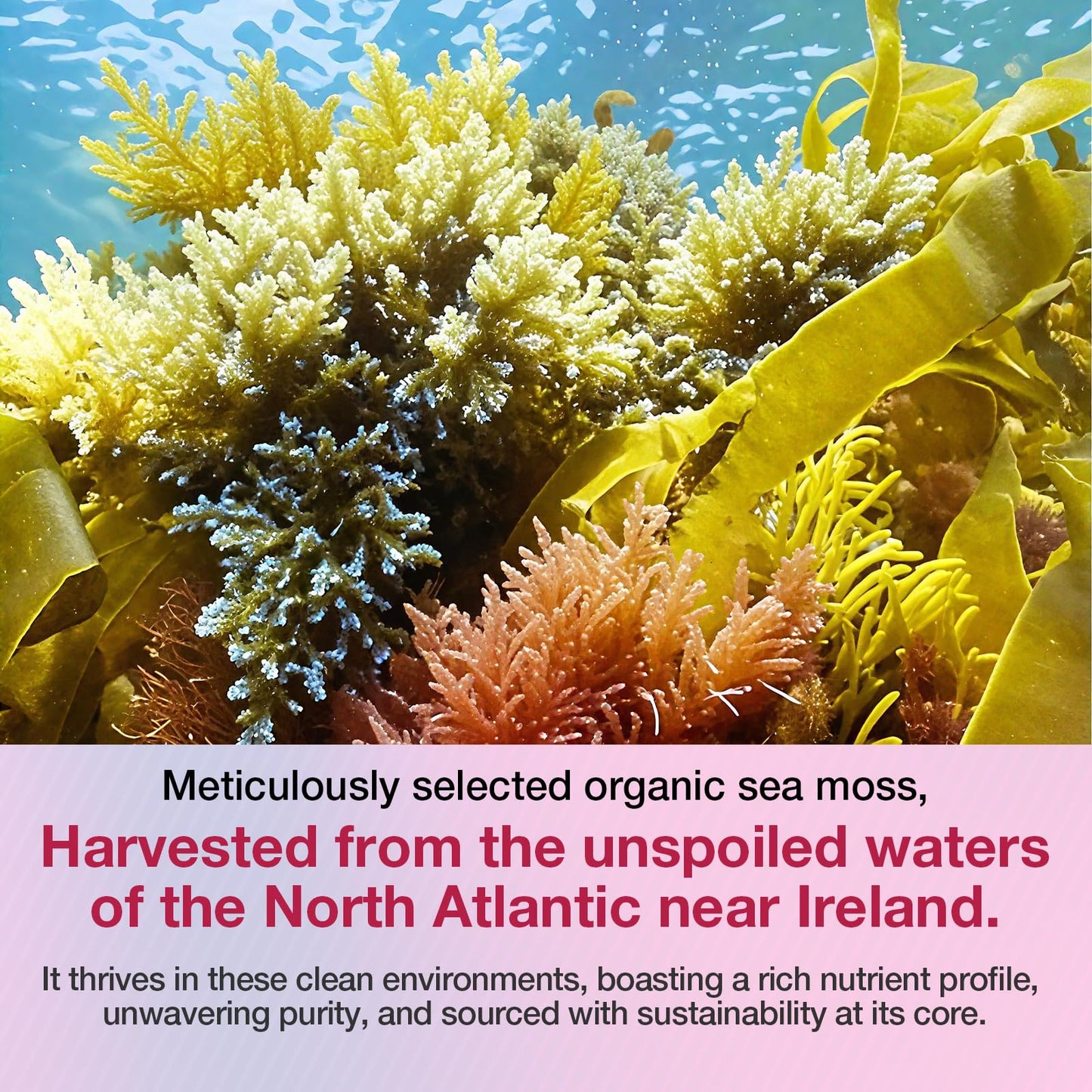 MSLOTAL Irish Sea Moss Gummies with Black Seed Oil, Ashwagandha Bladderwrack and Burdock Root, Organic Sea Moss Gummies for Women and Men with Shilajit, Immune Support, Vegan, 120 Gummies Totalss MSLOTALBuy Supplements Australia