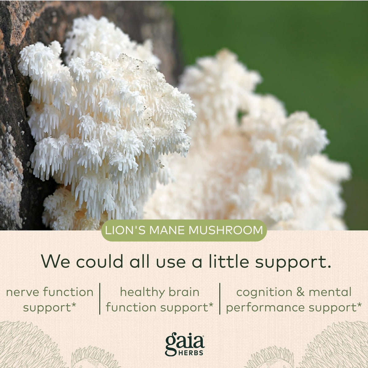 Gaia Herbs Organic Lion’s Mane Mushroom - Brain and Nerve Support Supplement Gaia HerbsBuy Supplements Australia