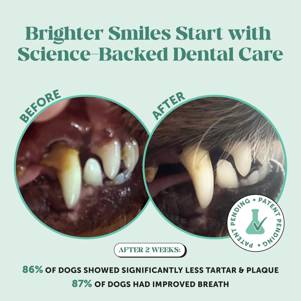 Dog Breath Freshener Dental Powder for Teeth Cleaning Plaque Off, Dental Care for Dogs, Tartar Remover for Teeth with Natural Herbal Blend + Postbiotics (Mint - 30 Servings) Pet HonestyBuy Supplements Australia