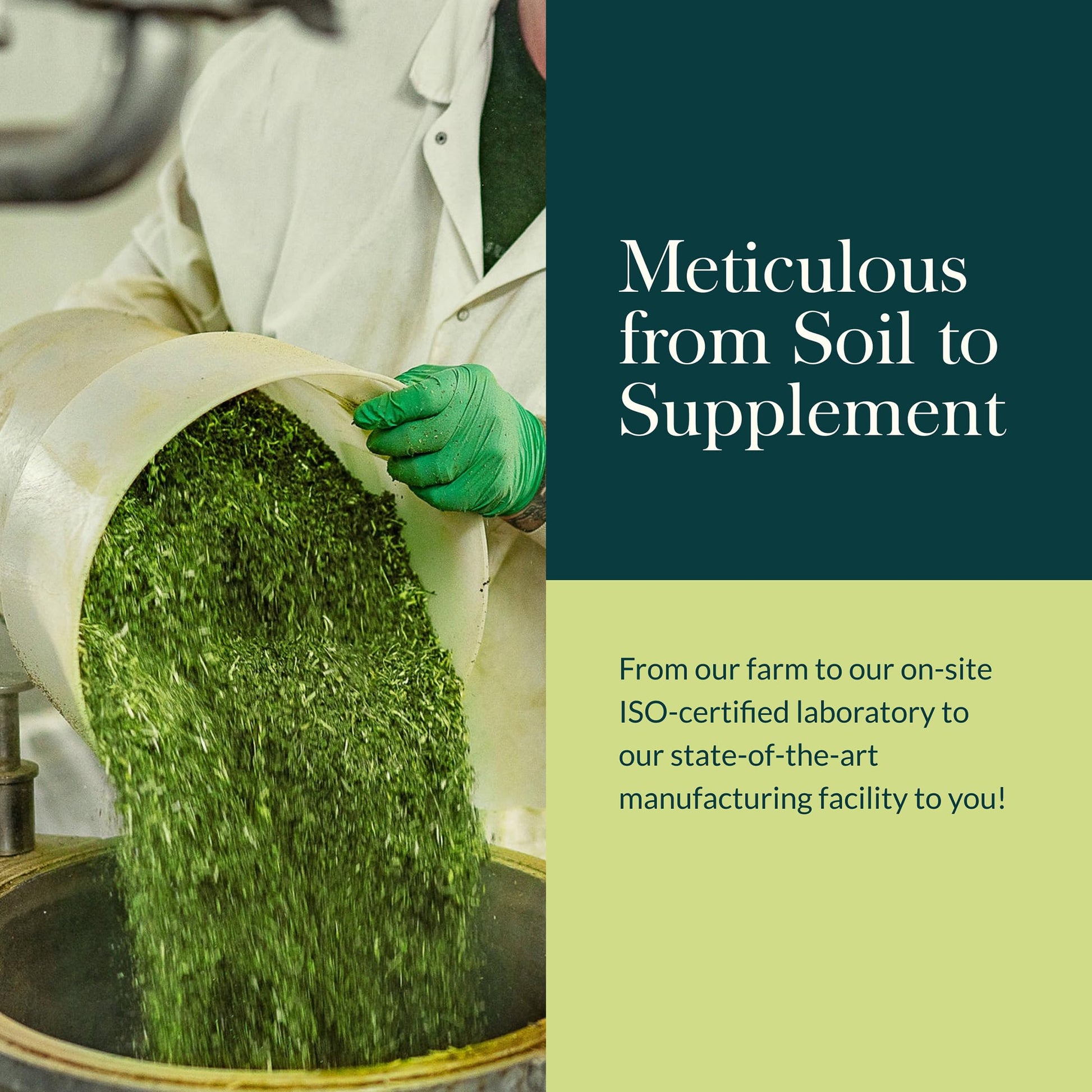 Gaia Herbs Adrenal Health Daily Support - Herbal Supplement with Ashwagandha, Holy Basil & Schisandra - Help Maintain Healthy Energy & Stress Levels* - 60 Vegan Liquid Phyto-Caps (30 Servings) Gaia HerbsBuy Supplements Australia
