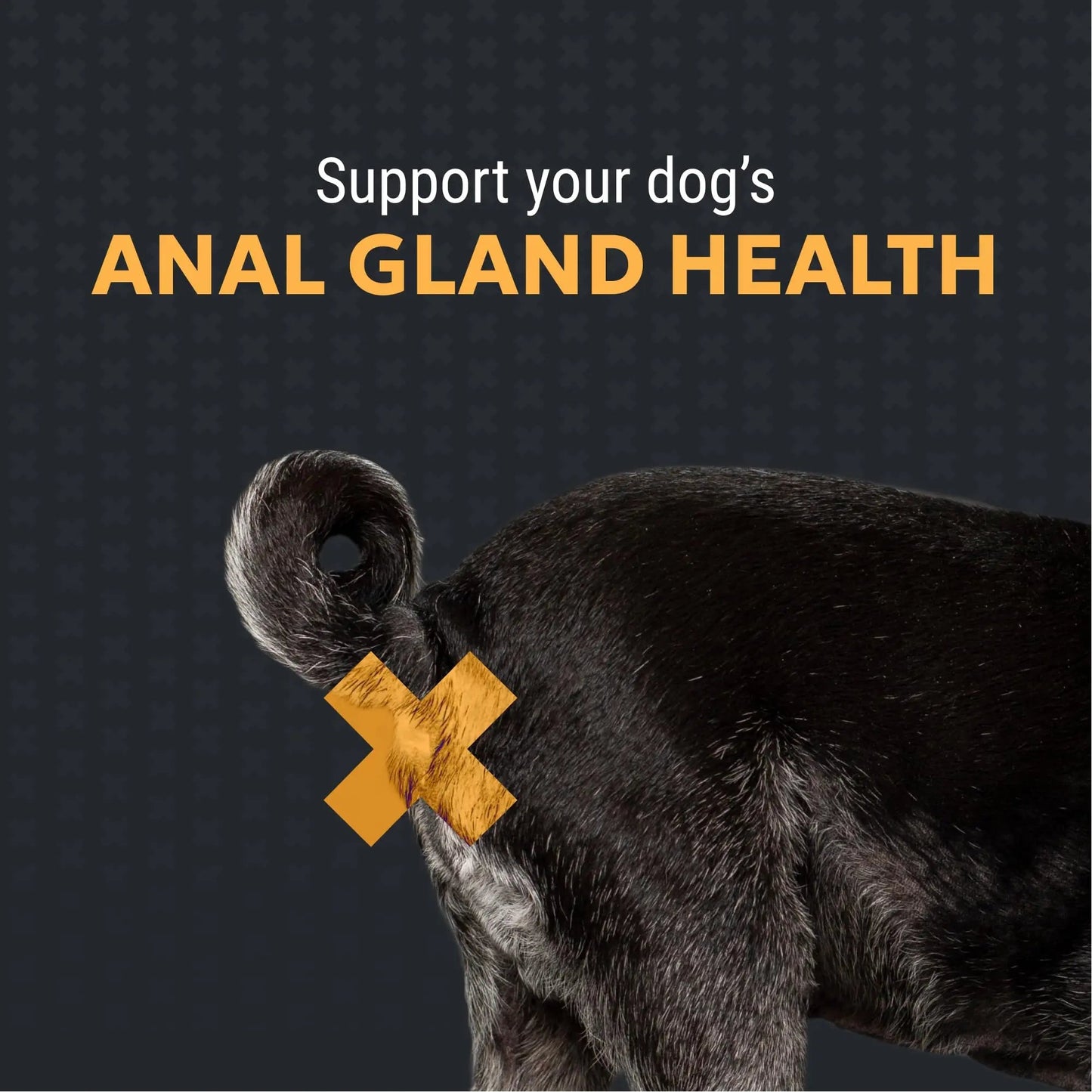 Nutramax Filaquin Anal Gland Supplement for Dogs, from The Same Company as Cosequin & Proviable, with Pre & Postbiotics and Psyllium Husk Fiber to Support Anal Gland Health, 90 Count Soft Chews Nutramax LaboratoriesBuy Supplements Australia