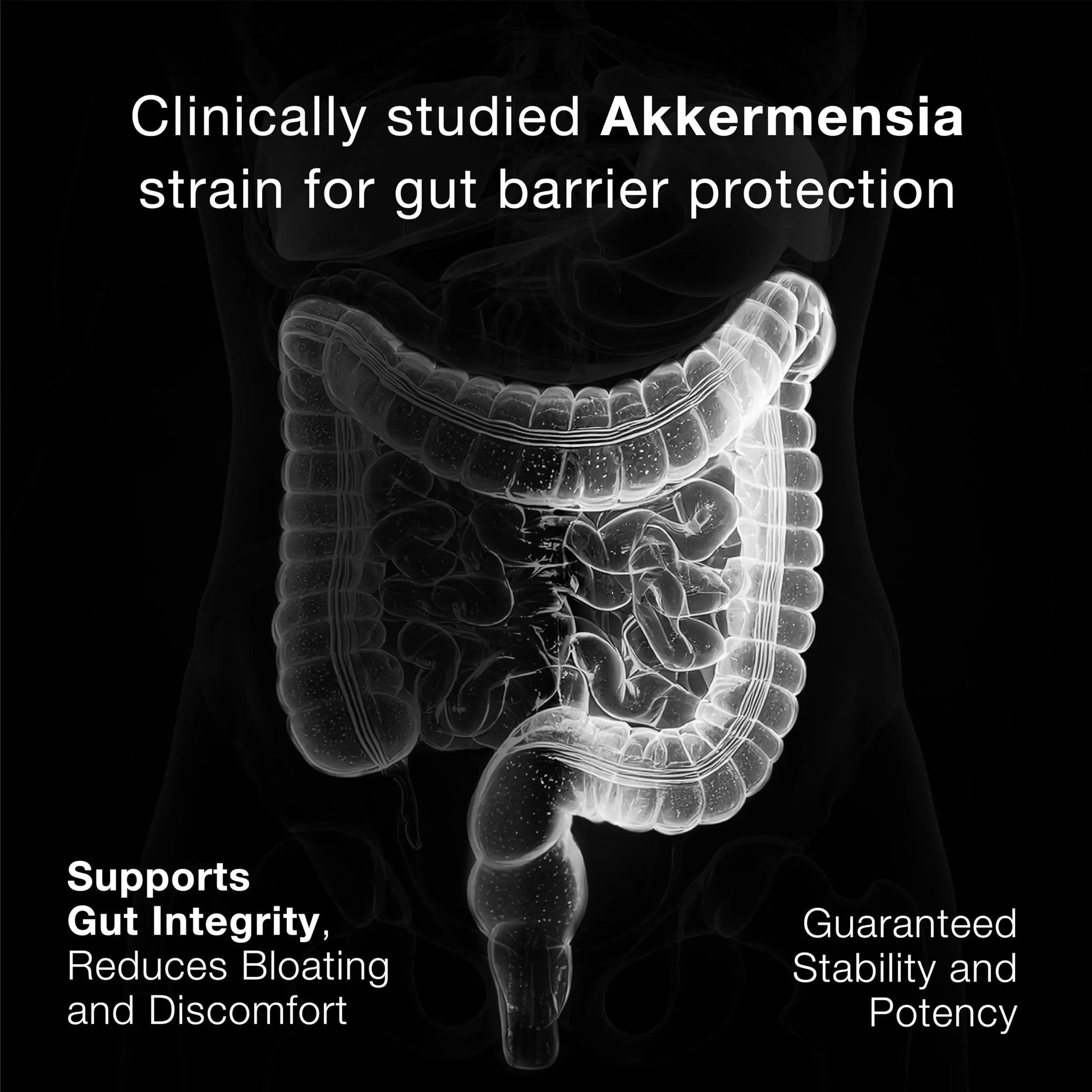 Toniiq Akkermansia Probiotic – 10 Billion TFU – Supports Gut Health & GLP-1 Activity Toniiq buy supplements Au