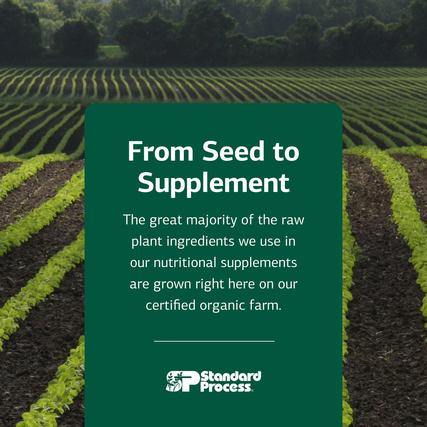 Standard Process Nutrimere - Supports Joint Health - Joint Supplement with Perna Canaliculus & New Zealand Green Mussel - Gluten-Free, Non-Soy & Non-Dairy - 90 Capsules Standard Process Inc.Buy Supplements Australia