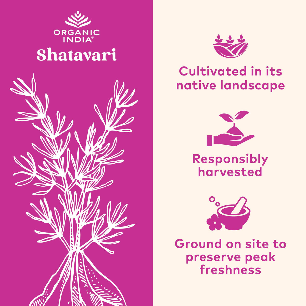 ORGANIC INDIA Shatavari Herbal Supplement - Supports Hormonal Balance, Immune and Inflammatory Response, Vegan, Gluten-Free, USDA Organic, Supports Reproductive Health - 90 Capsules ORGANIC INDIABuy Supplements Australia