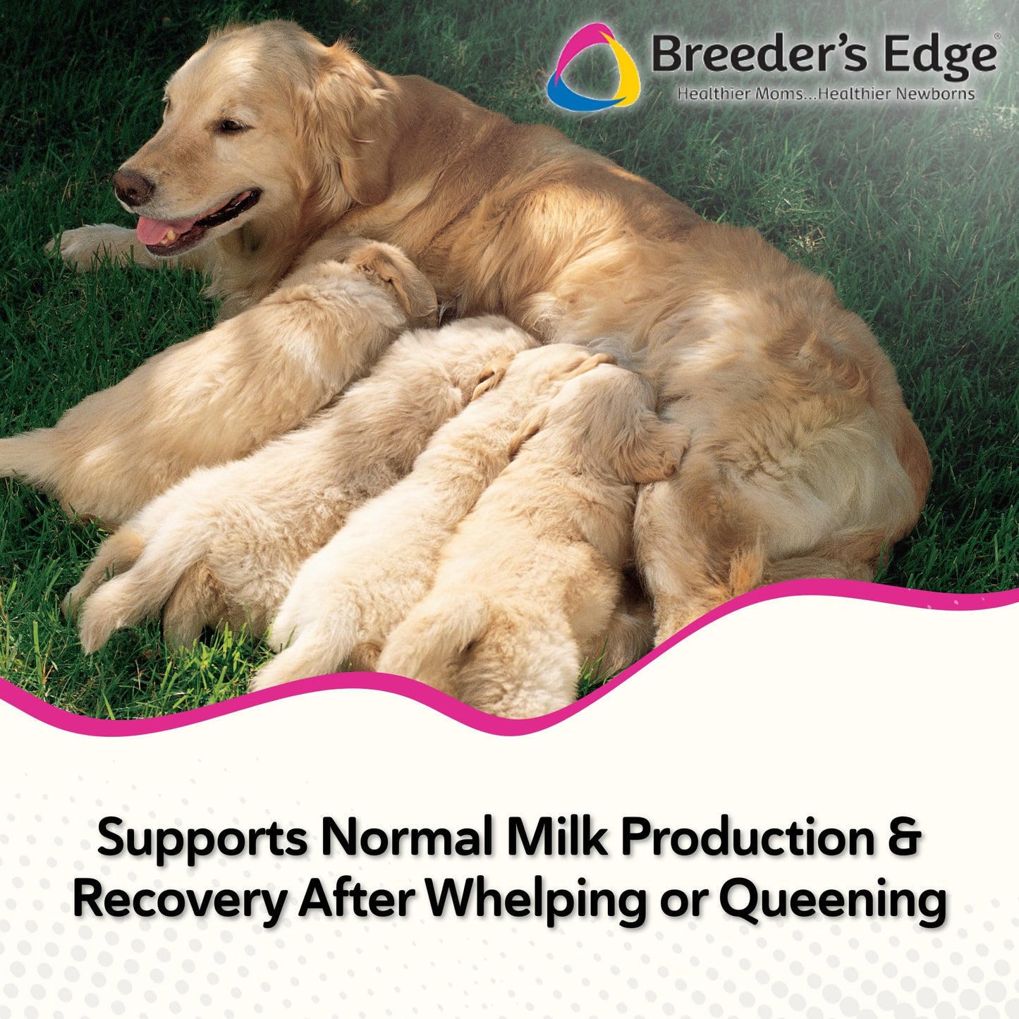 Breeder's Edge Oxy Momma Soft Chews, Postnatal Vitamin Supplement for Lactating Dogs and Cats, Supports Recovery, Hormones, and Next Pregnancy - for Small Dogs & Cats, 40ct Soft Chews Revival Animal HealthBuy Supplements Australia