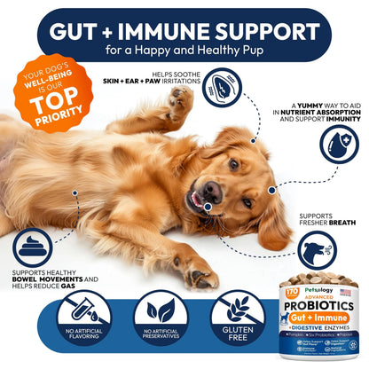 Probiotics for Dogs - 170 Dog Probiotics Chews - Digestive Enzymes & Prebiotics - Support Gut Health, Diarrhea, Gas & Constipation Relief - Itchy Skin, Allergies, Yeast Balance - Advanced Supplement Petsology buy supplements Au