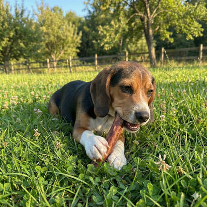 Fieldcrest Farms Nothin’ to Hide Collagen & Bully Small Rolls, 5 Inch, Beef Bully Flavor, Highly Digestible Chews That Support Skin, Coat, Joints & Muscles, for Moderate Chewers Under 25 Lbs, 2 Pack Fieldcrest FarmsBuy Supplements Australia